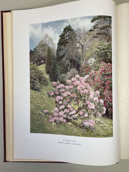 MILLAIS, John Guille. - Rhododendrons (first...