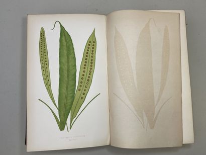 LOWE, Edward Joseph. - Ferns : British and...
