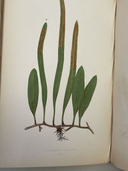 LOWE, Edward Joseph. - Ferns : British and...