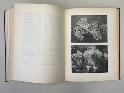 MILLAIS, John Guille. - Rhododendrons (first...
