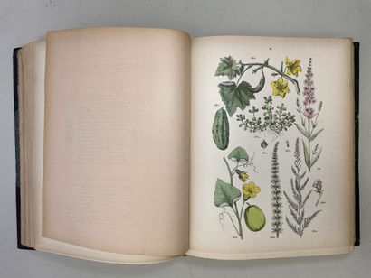 ROTHSCHILD, (Jules de) et al. - Botanique...