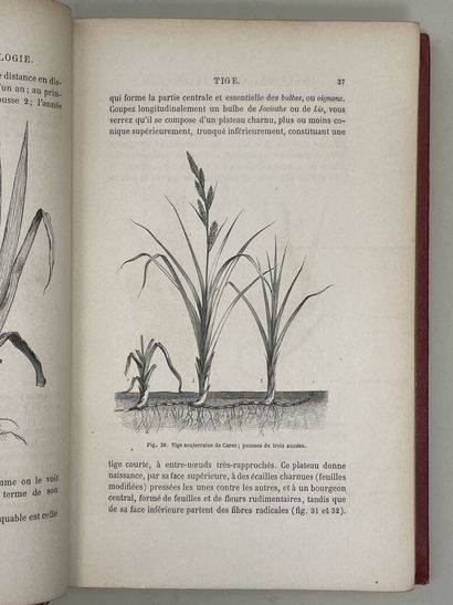FIGUIER, Louis. - Histoire des Plantes. Ouvrage...