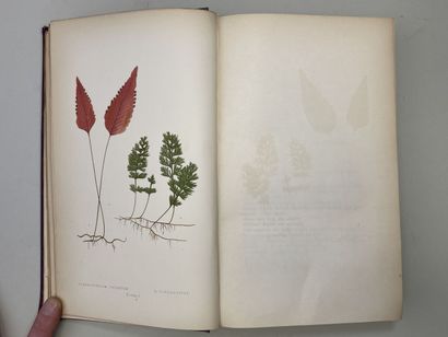 LOWE, Edward Joseph. - Ferns : British and...