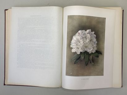 MILLAIS, John Guille. - Rhododendrons (first...