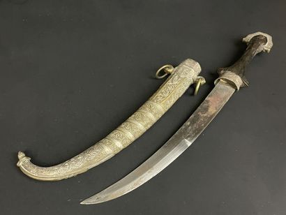 Koumia d'Afrique du nord. 
L. :43 cm.