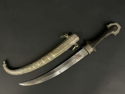 Koumia d'Afrique du nord. 
L. :43 cm.