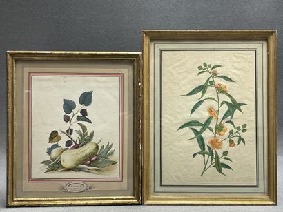 Deux gravures en couleur XVIII° de botanique....