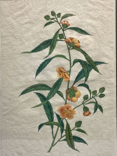 Deux gravures en couleur XVIII° de botanique....