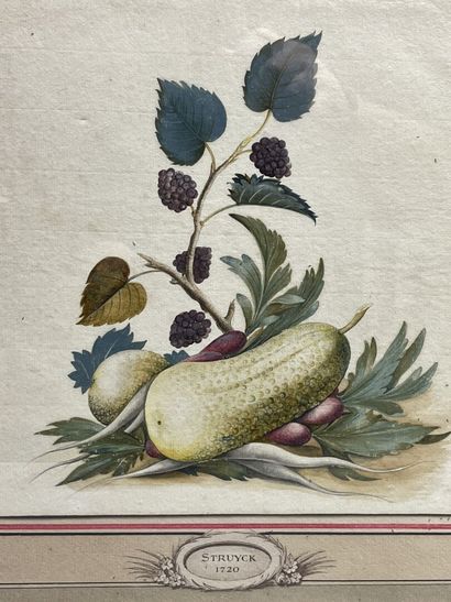Deux gravures en couleur XVIII° de botanique....