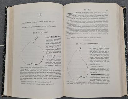André LEROY: Dictionnaire de Pomologie.
Paris...