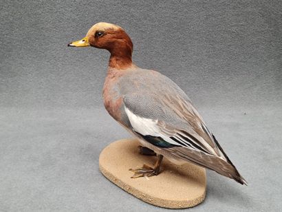 Canard Sifleur mâle naturalisé sur socle
H:...