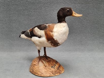 Canard Tadorne de belon naturalisé sur socle
H:...