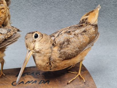 Couple de Bécasse du Canada naturalisé sur...