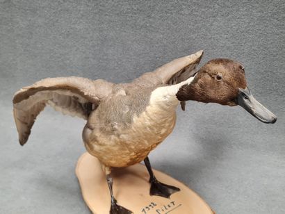 Canard pilet mâle naturalisé sur socle
H:...