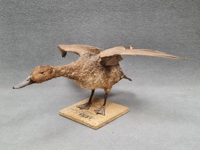 Canard Pilet femelle naturalisé sur socle
H:...