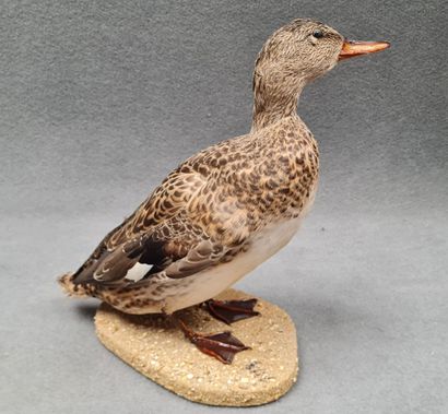 Canard Pilet femelle naturalisé sur socle
H:...