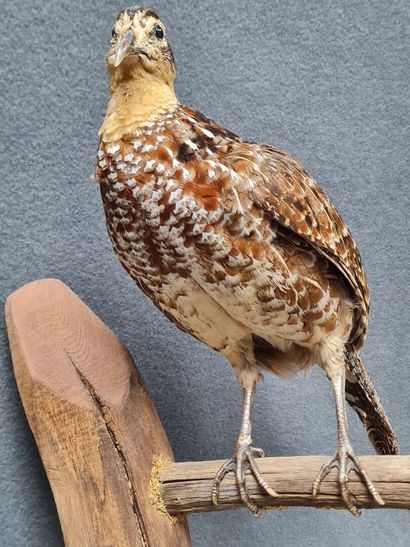 Poule Faisane femelle naturalisé sur support...