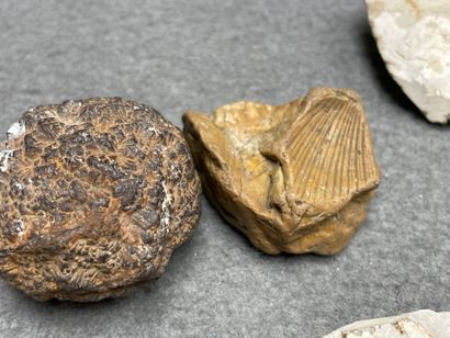 Lot de silex et fossiles. 
H. : de 1 à 8...