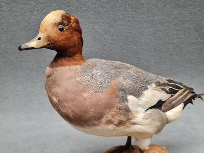 Canard sifleur naturalisé sur socle
H: 34...