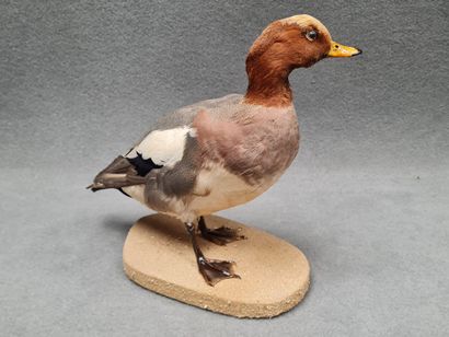 Canard Sifleur mâle naturalisé sur socle
H:...