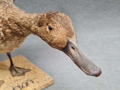 Canard Pilet femelle naturalisé sur socle
H:...
