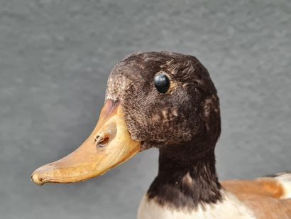Canard Tadorne de belon naturalisé sur socle
H:...