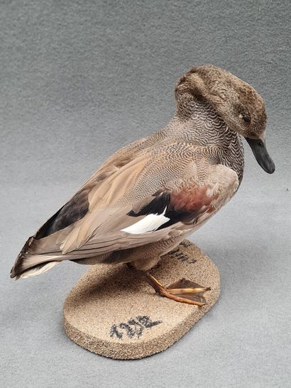 Canard Chipeau mâle naturalisé sur socle
H:...