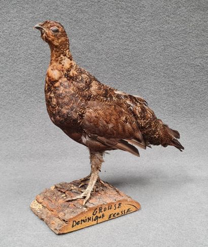 Grouse d'Ecosse naturalisé sur socle
H: 34...