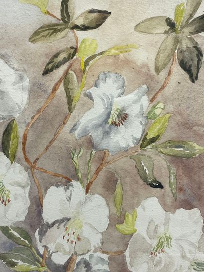 Rhododendron fragrantissima. 
Aquarelle encadrée,...
