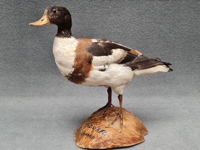 Canard Tadorne de belon naturalisé sur socle
H:...