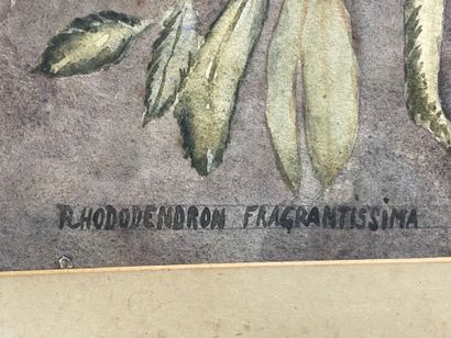 Rhododendron fragrantissima. 
Aquarelle encadrée,...