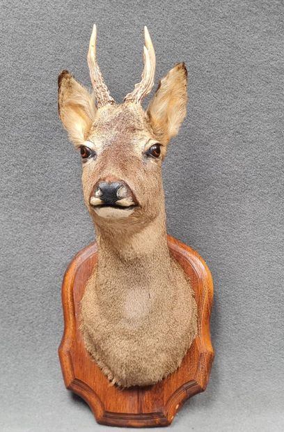 Trophée de chevreuil sur médaillon bois
H:...