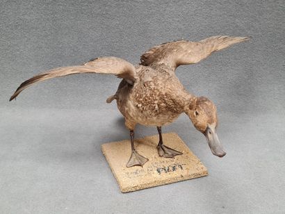 Canard Pilet femelle naturalisé sur socle
H:...