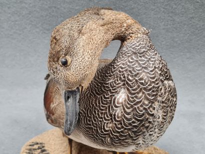 Canard Chipeau mâle naturalisé sur socle
H:...