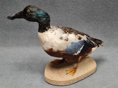 Canard Souchet naturalisé sur socle
H: 28...