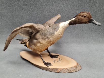 Canard pilet mâle naturalisé sur socle
H:...