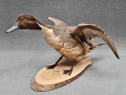 Canard pilet mâle naturalisé sur socle
H:...