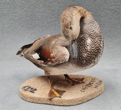 Canard Chipeau mâle naturalisé sur socle
H:...