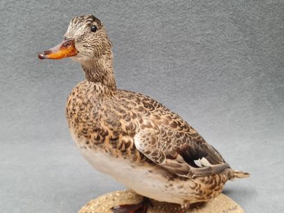 Canard Pilet femelle naturalisé sur socle
H:...