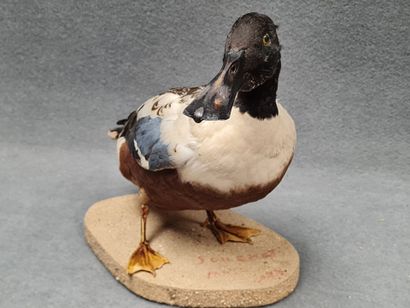 Canard Souchet naturalisé sur socle
H: 28...