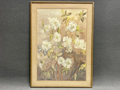 Rhododendron fragrantissima. 
Aquarelle encadrée,...