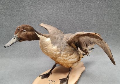 Canard pilet mâle naturalisé sur socle
H:...