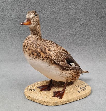 Canard Pilet femelle naturalisé sur socle
H:...