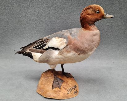 Canard sifleur naturalisé sur socle
H: 34...