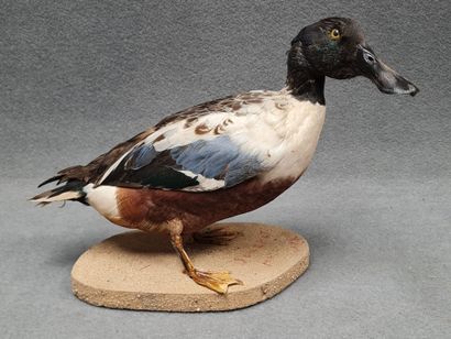 Canard Souchet naturalisé sur socle
H: 28...