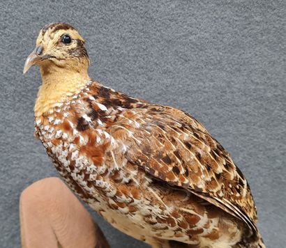 Poule Faisane femelle naturalisé sur support...
