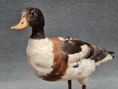 Canard Tadorne de belon naturalisé sur socle
H:...
