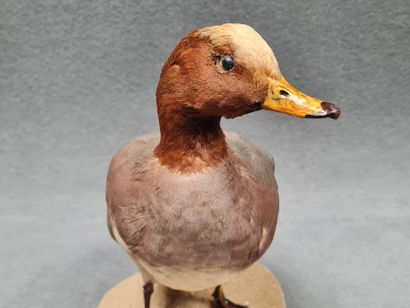 Canard Sifleur mâle naturalisé sur socle
H:...