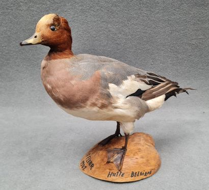 Canard sifleur naturalisé sur socle
H: 34...
