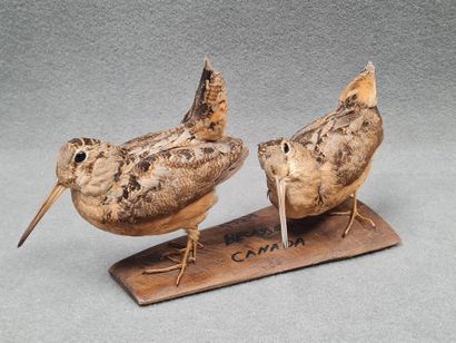 Couple de Bécasse du Canada naturalisé sur...